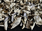 Fallen Leaves