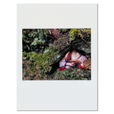 Norton Island Visions, boxed set of 15 prints